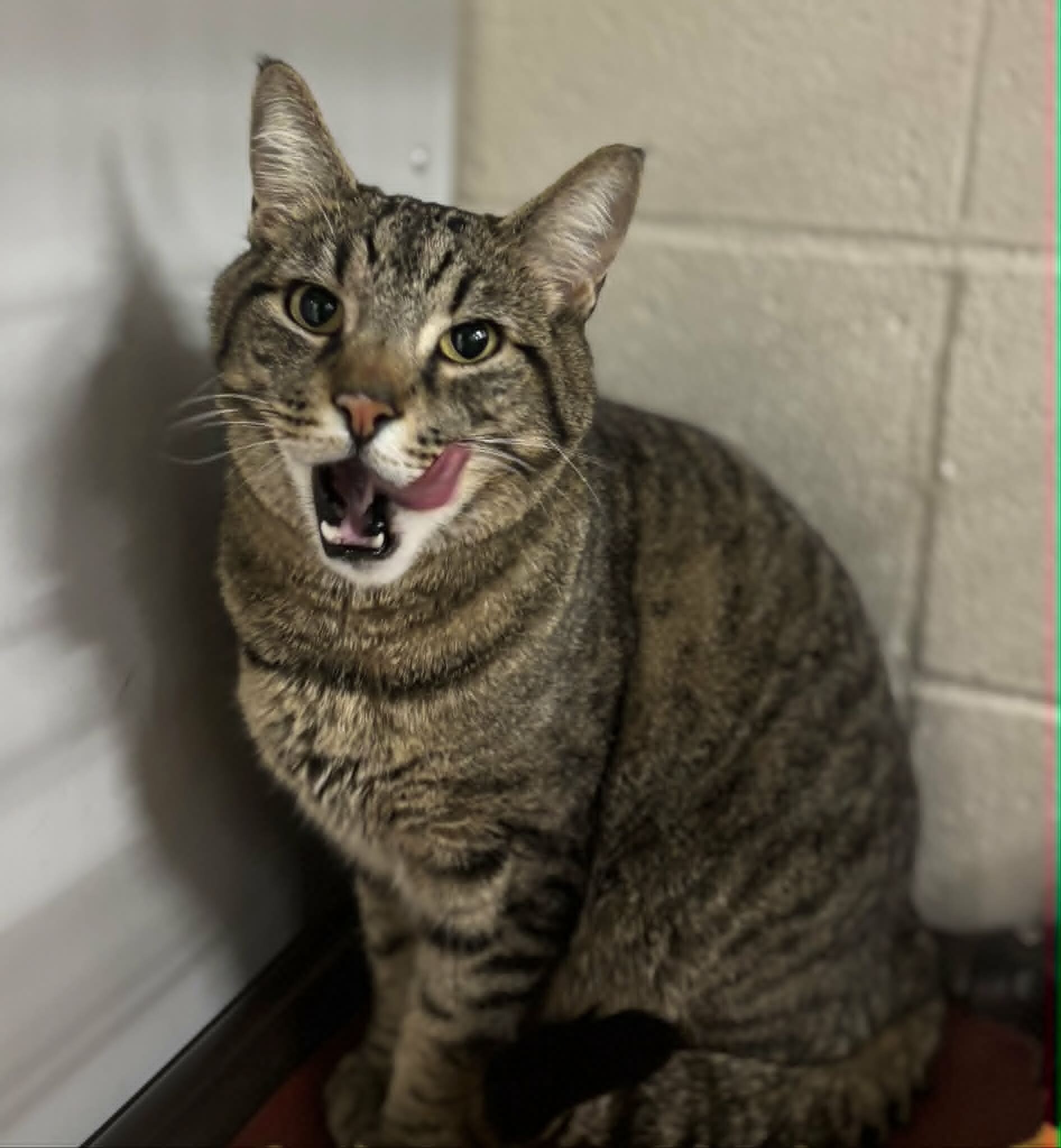 Picture of the Animal Listed